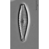 Gomphonema parvulum