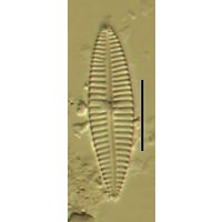 Gomphonema