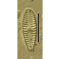 Gomphonema minutum