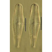 Gomphonema truncatum