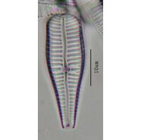 Gompohonema truncatum