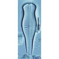 Gomphonema truncatum