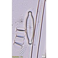 Gomphonema protractum
