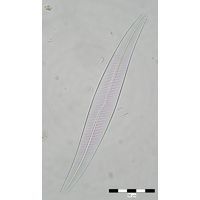 Gyrosigma attenuatum
