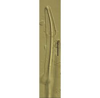 Gyrosigma spencerii