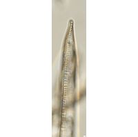 Hantzschia spectabilis