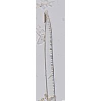 Hantzschia spectabilis