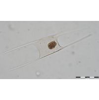 Hemiaulus hauckii
