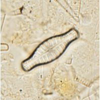 Hippodonta capitata
