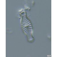 Hippodonta capitata