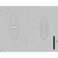 Lemnicola hungarica