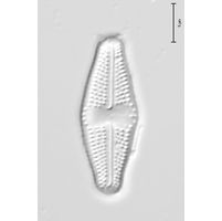 Luticola mutica