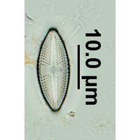 Luticola goeppertiana