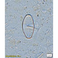 Luticola mutica
