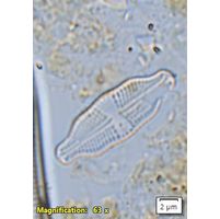 Luticola nivalis