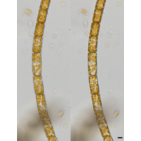 Melosira varians