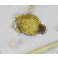 Melosira varians