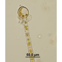 Melosira varians