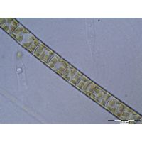 Melosira varians