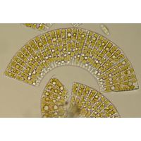 Meridion circulare