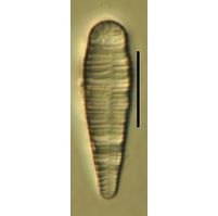 Meridion circulare