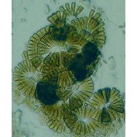 Meridion circulare