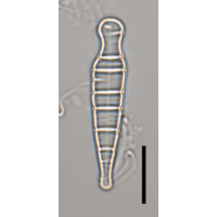 Meridion constrictum
