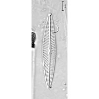 Navicula cryptotenella