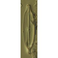 Navicula amphiceropsis