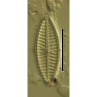 Navicula antonii