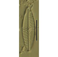 Navicula antonii