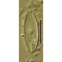 Navicula confervacea