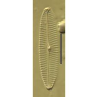 Navicula erifuga