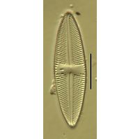 Navicula goeppertiana