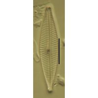 Navicula germainii
