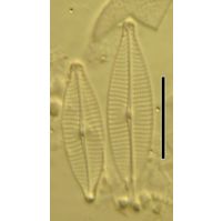 Navicula gregaria