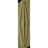 Navicula lanceolata