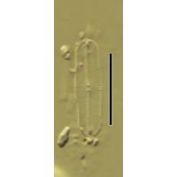 Navicula lenzii