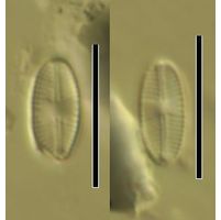 Navicula minima