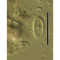 Navicula minima