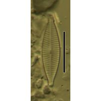 Navicula phylleptosoma