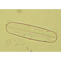 Navicula pupula