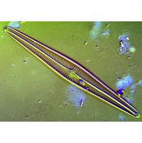 Navicula radiosa