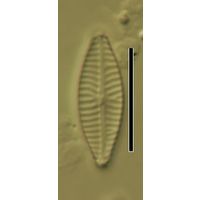 Navicula reichardtiana