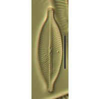 Navicula salinarum