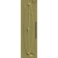 Navicula schroeteri