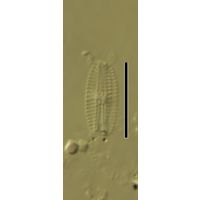Navicula seminulum