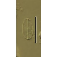 Navicula sublucidula