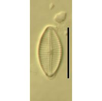 Navicula subminuscula