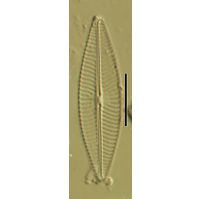 Navicula trivialis